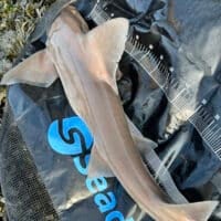 Seadra Weigh and Measure Sling - Specimen 120cm - Image 5