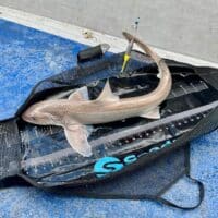 Seadra Weigh and Measure Sling - Specimen 120cm - Image 3