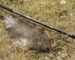 century x-80 rod on grass next to dover sole fish