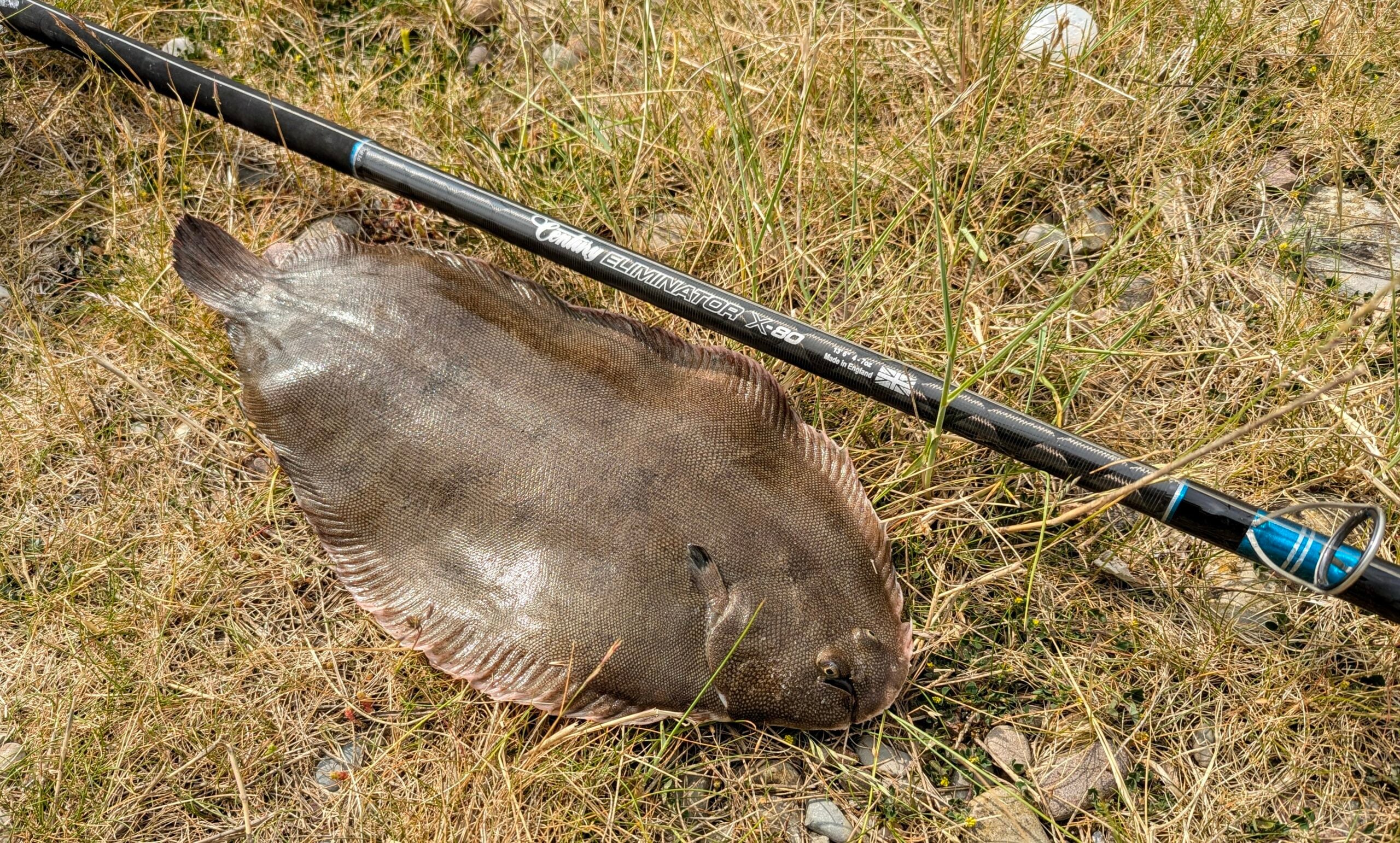 century x-80 rod on grass next to dover sole fish