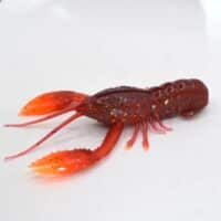 Nikko Craw 3.2" - Image 9