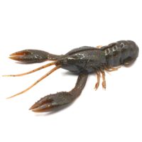 Nikko Craw 3.2" - Image 4